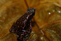 Atelopus barbotini