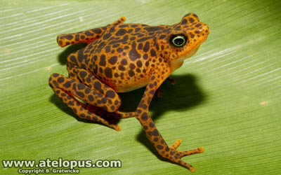 Atelopus certus