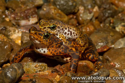 Atelopus certus