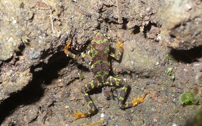 Atelopus certus