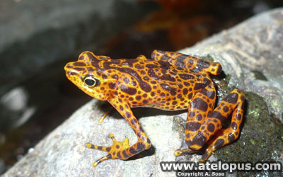 Atelopus certus