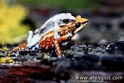 Atelopus chiriquiensis