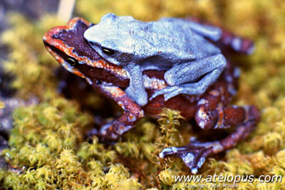 Atelopus chiriquiensis