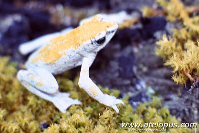 Atelopus chiriquiensis