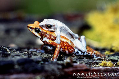 Atelopus chiriquiensis