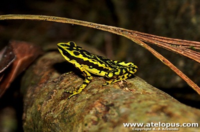 Atelopus cruciger