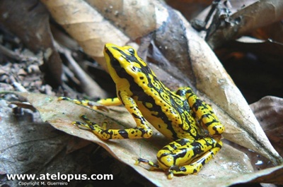 Atelopus cruciger