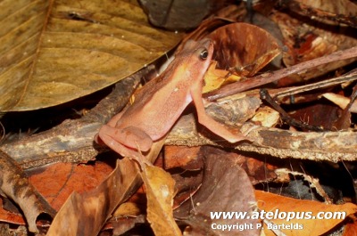 Atelopus flavescens