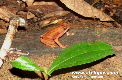 Atelopus flavescens