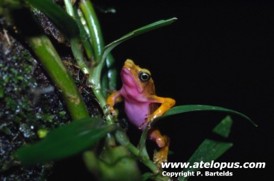 Atelopus flavescens