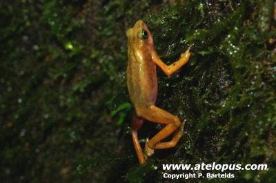 Atelopus flavescens