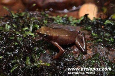 Atelopus limosus