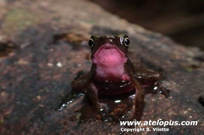 Atelopus limosus