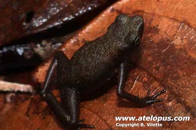 Atelopus limosus