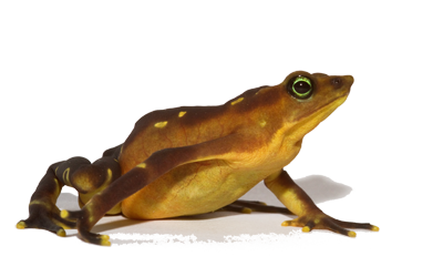 Atelopus glyphus