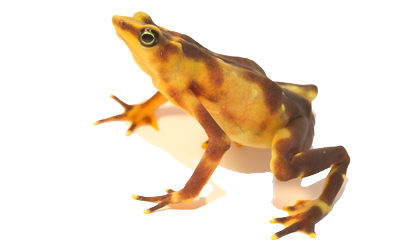 Atelopus glyphus