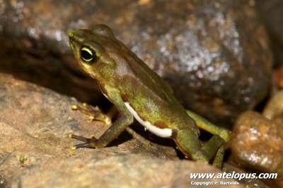 Atelopus limosus