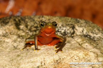 Atelopus limosus