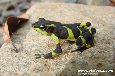 Atelopus limosus