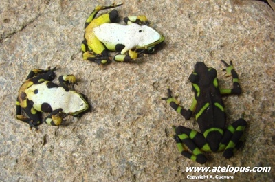 Atelopus limosus