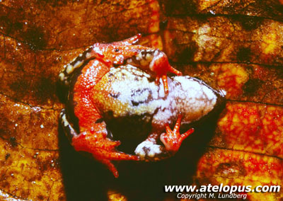 Atelopus oxapampae