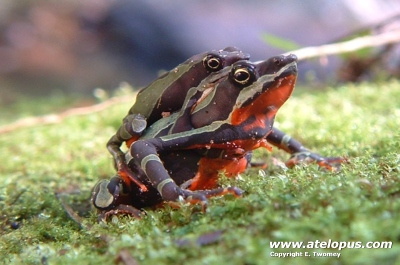 Atelopus pulcher