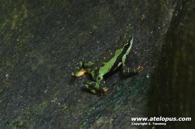 Atelopus pulcher