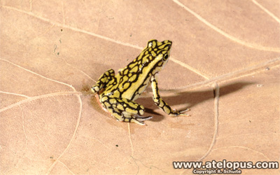 Atelopus reticulatus