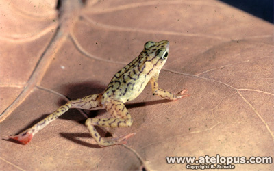 Atelopus reticulatus