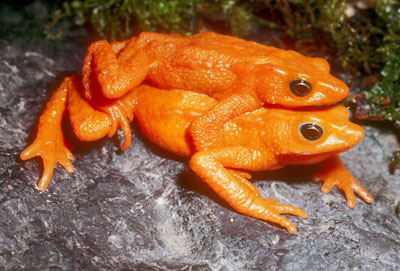 Atelopus sorianoi