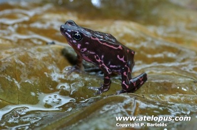 Atelopus limosus