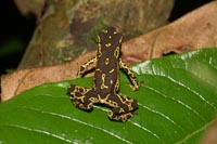 Atelopus sp. hoogmoedi