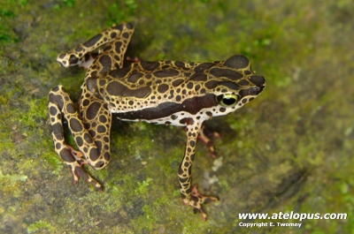 Atelopus limosus