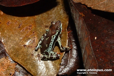 Atelopus spumarius "Tahuayo"