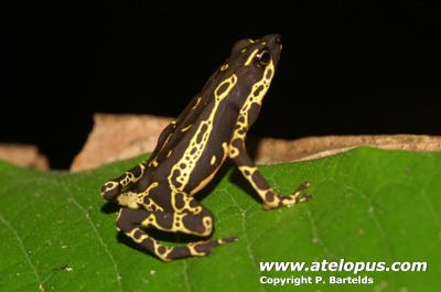 Atelopus limosus