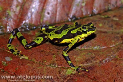 Atelopus spurrelli