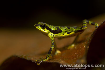 Atelopus spurrelli