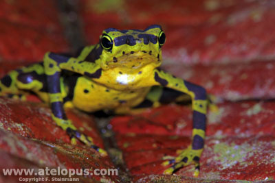 Atelopus spurrelli