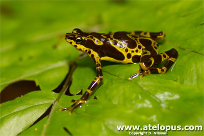 Atelopus spurrelli