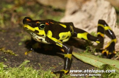 Atelopus varius