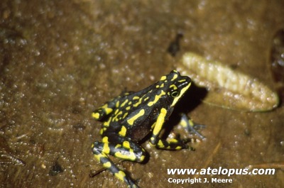 Atelopus limosus