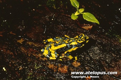 Atelopus varius