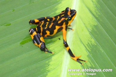 Atelopus varius