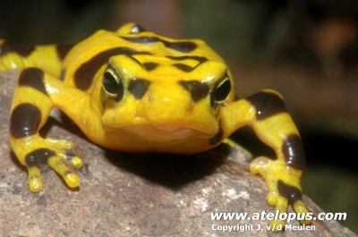 Atelopus zeteki