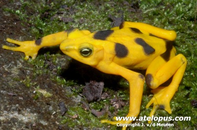 Atelopus zeteki