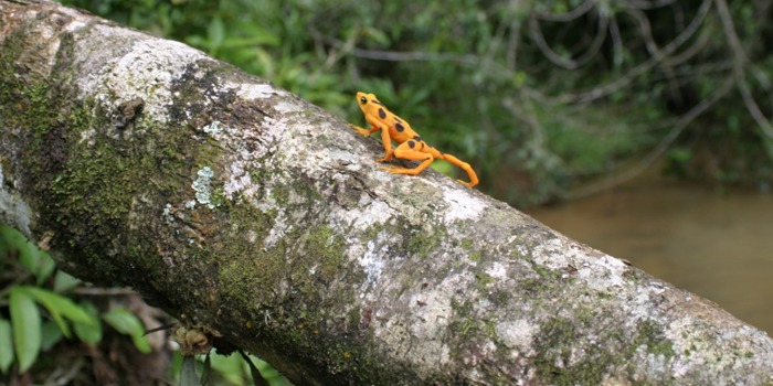 Atelopus zeteki