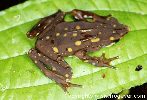 Atelopus_longirostris.gif