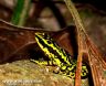 Atelopus cruciger