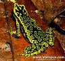 Atelopus cruciger