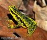 Atelopus cruciger